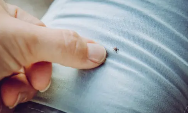 Can Bedbugs Live in Your Clothes? Prevention Tips