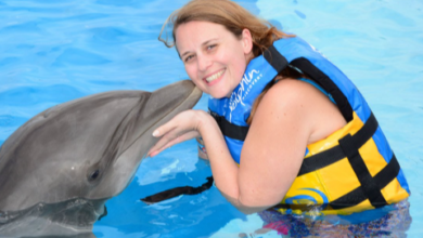 How to Enjoy a Dolphin Encounter in Punta Cana
