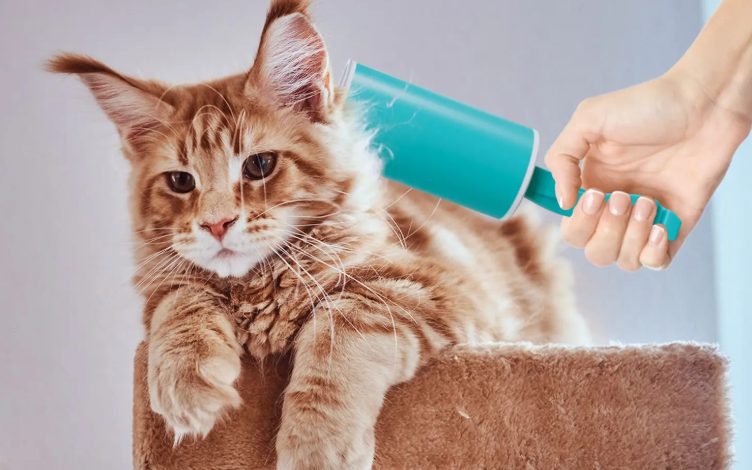 The Science Behind Lint Rollers: The Premier Solution for Pet Hair Management