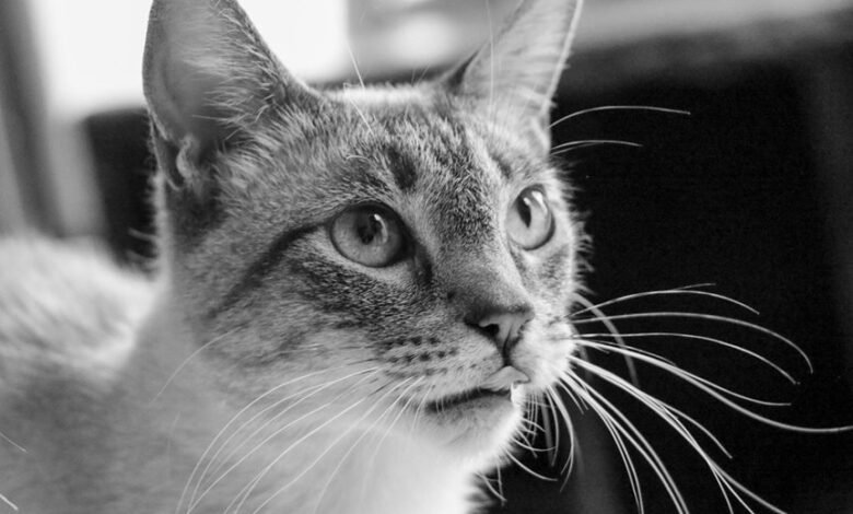 jason luv s true identity