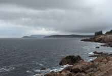 nova surge vector dynamics